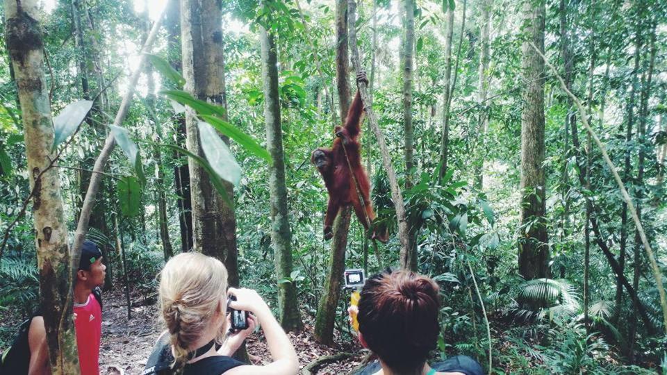 Orangutantreksumatra & Lovely Jungle Lodge Only Book If You Are Treking With Us Bukit Lawang Exterior photo