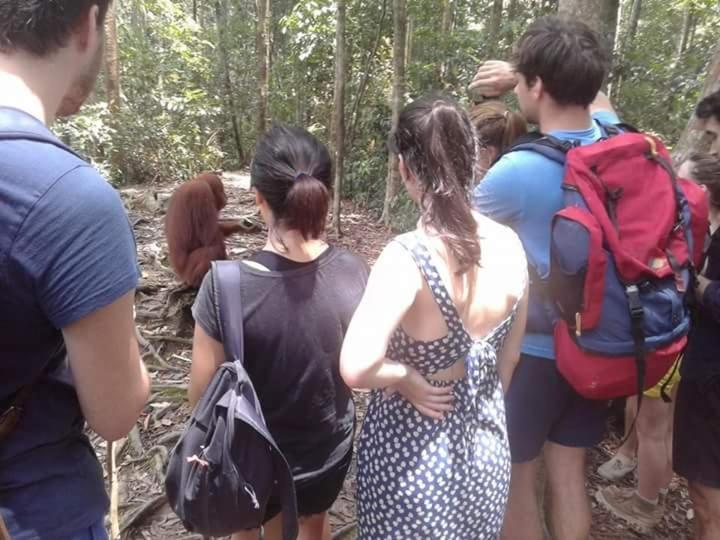 Orangutantreksumatra & Lovely Jungle Lodge Only Book If You Are Treking With Us Bukit Lawang Exterior photo