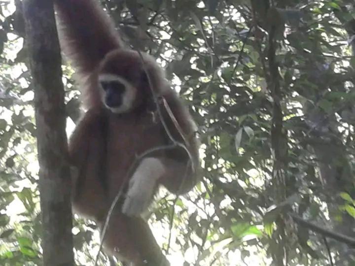 Orangutantreksumatra & Lovely Jungle Lodge Only Book If You Are Treking With Us Bukit Lawang Exterior photo